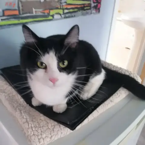 Domino