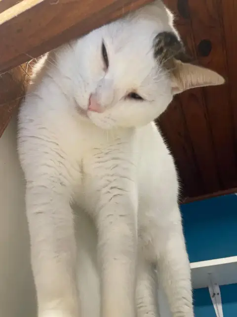 Bella
