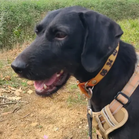 Nova