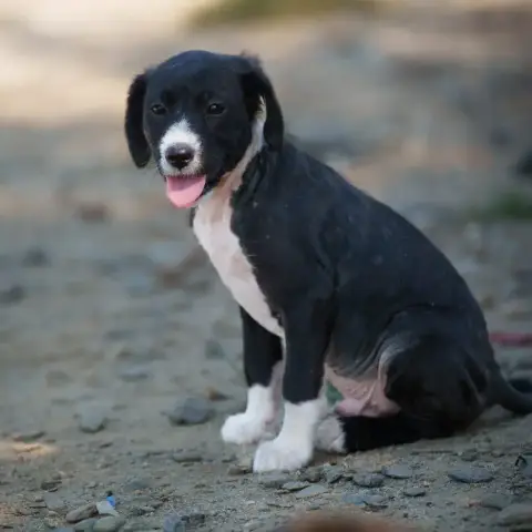 Loki photo 3