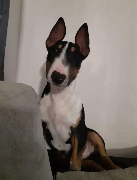 Rocky Urgent