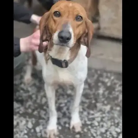 Moca