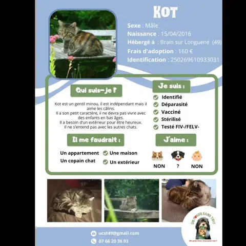 Kot