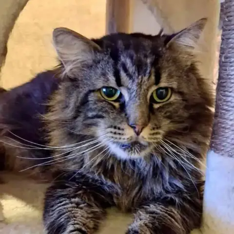 Oscar