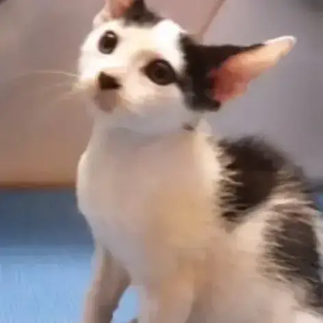 ✨️ Nestor ✨️ 🐱 photo 2
