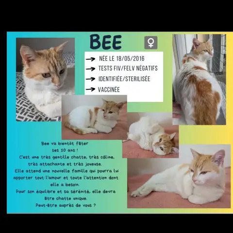 Bee
