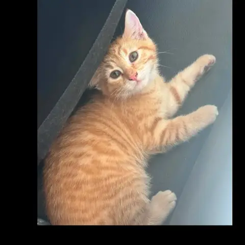 Nala photo 2