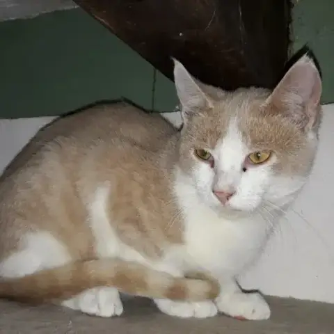 Aramis