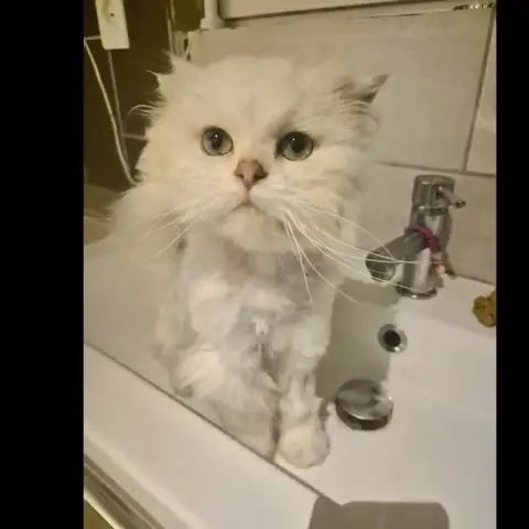 Olaf