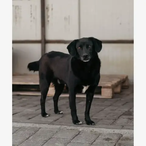 Noé