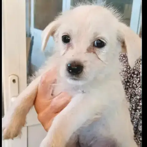 Moki