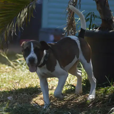 Koda
