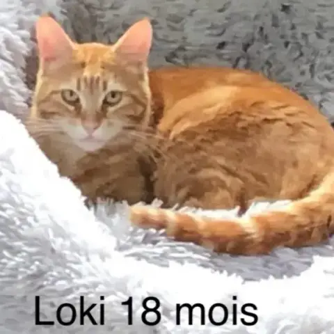 Loki