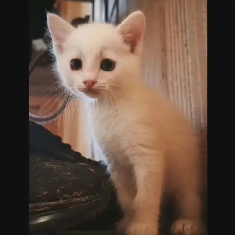 Lila