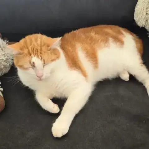 Figaro