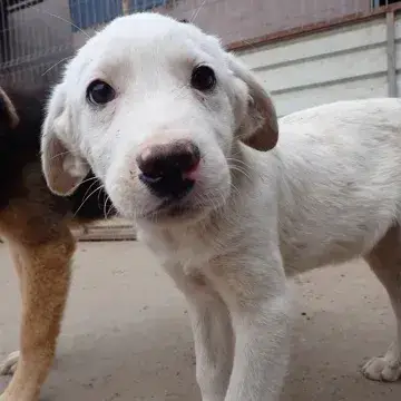 Bolt photo 2
