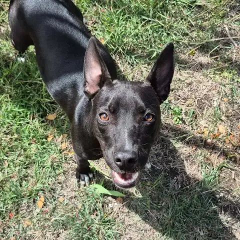 Naya