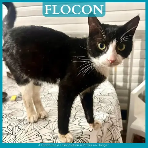 Flocon