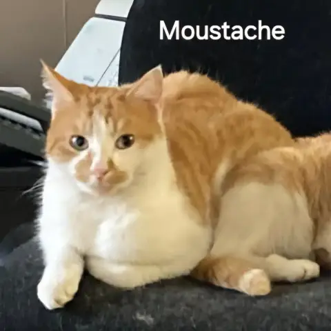 Moustache