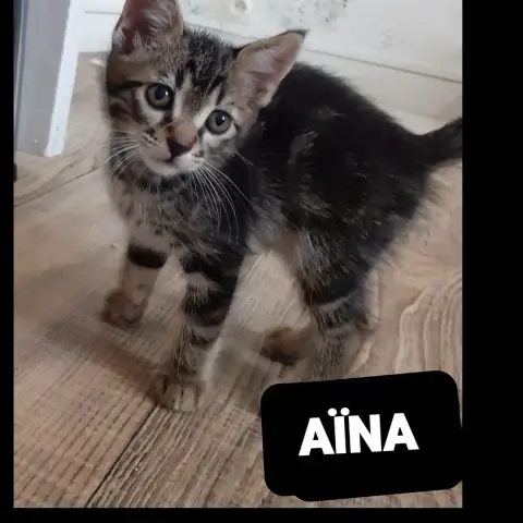 Aina