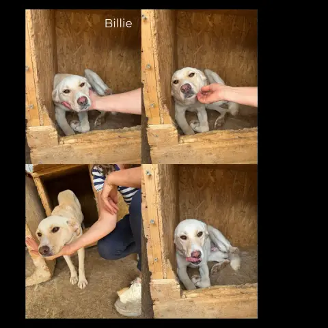 Billie