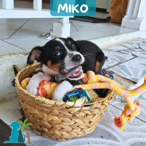 Miko
