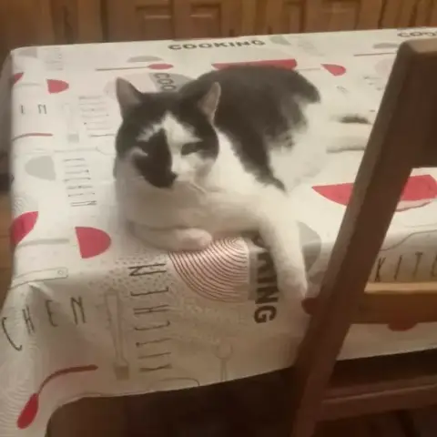 Pirate