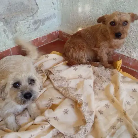 Canela photo 2
