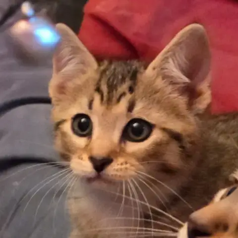 Benson