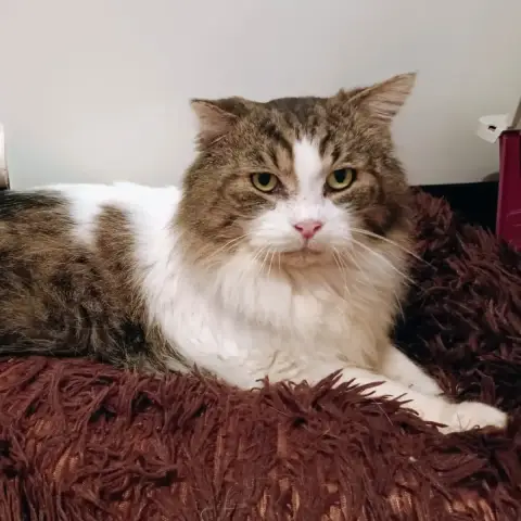 Lloyd