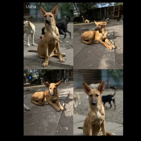 Usha