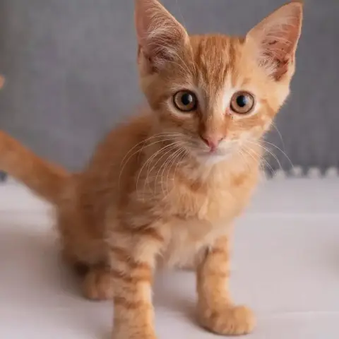 ✨️ Cooper ✨️ 🐱