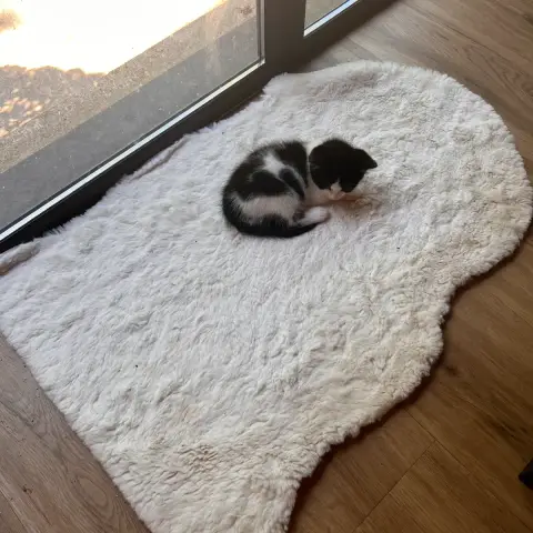 Felix photo 2