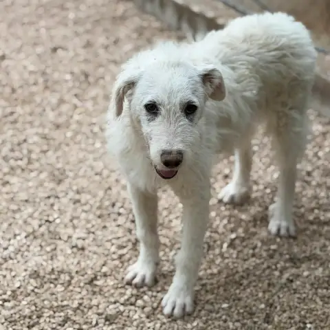 Blanca