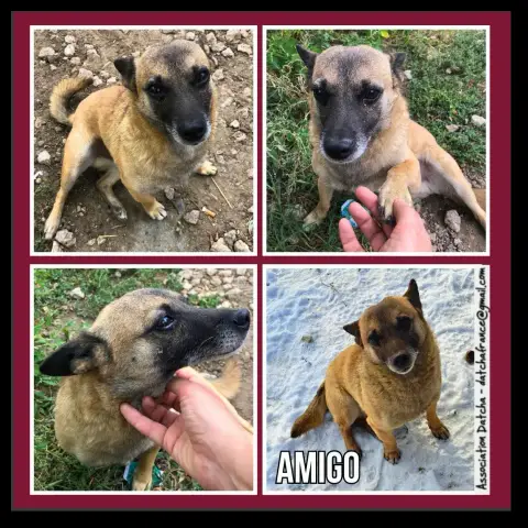 Amigo