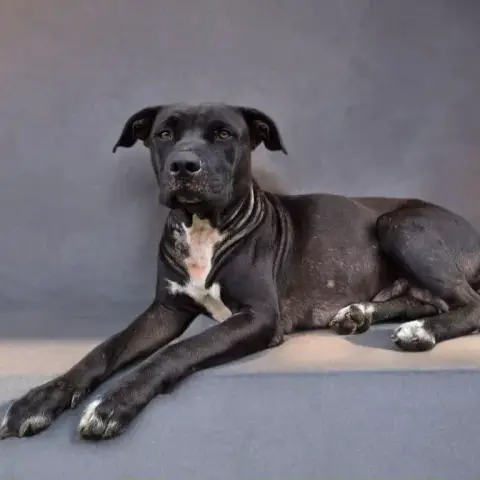 Saphira Chienne photo 3