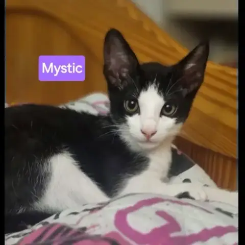Mystic