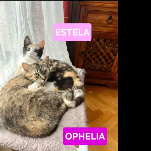 Estela Et Ophelia