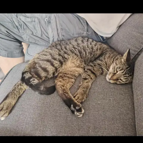 Barnabé photo 2