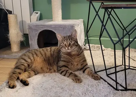 Mimi