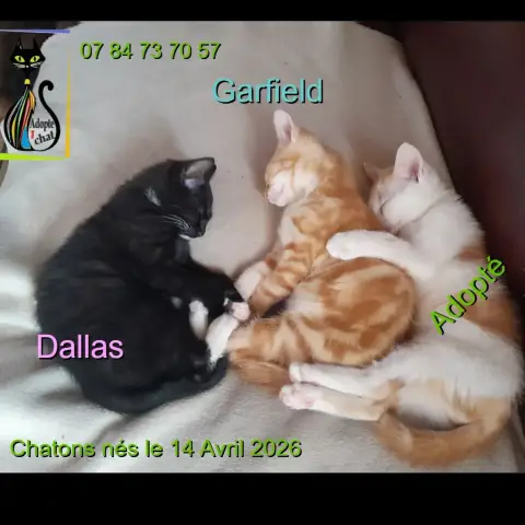 Gardfield photo 2