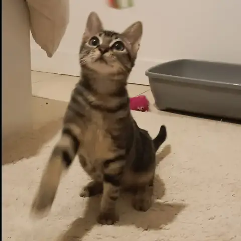 Tom