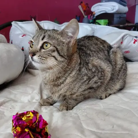 Agatha
