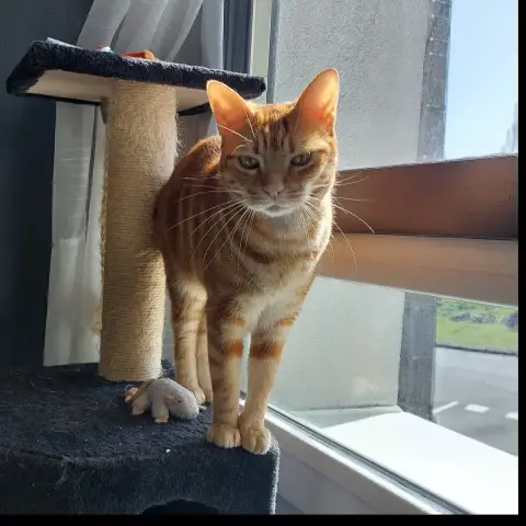 Freyja