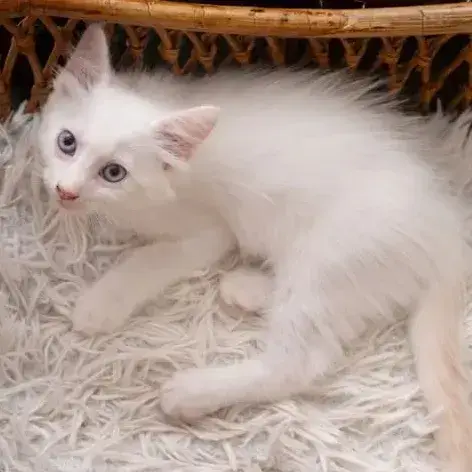 ✨️ Spicy ✨️ 🐱 photo 3
