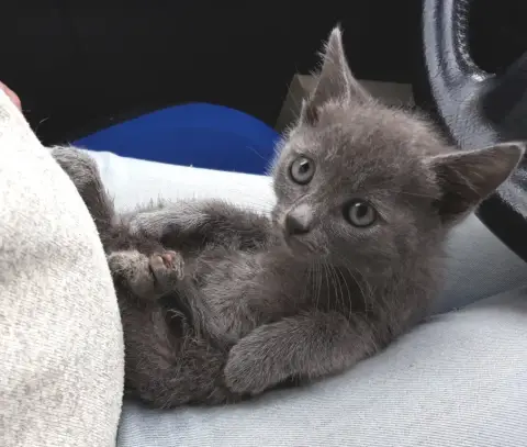 Plume Et Piou  Chatons Gris