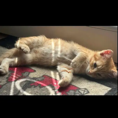 Nala photo 3