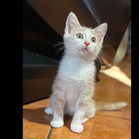 Sahara