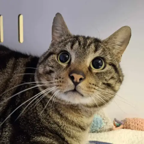 Titi