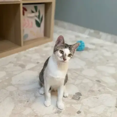 Adil/Azalée/Alya